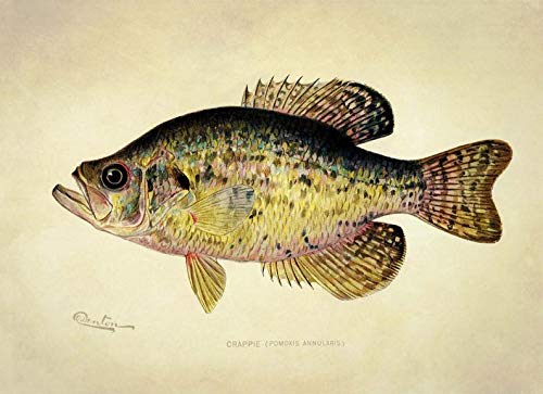 Home Gym On Wall - Krouterebs Retro Tin Sign Crappie Fish